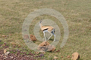Thomson`s gazelle in Ngorongoro national Park