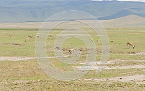 Thomson`s gazelle in Ngorongoro national Park