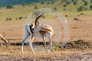 Thomson`s gazelle on savanna