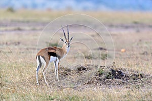 Thomson`s gazelle on savanna