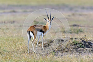 Thomson`s gazelle on savanna