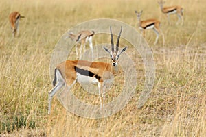 Thomson`s gazelle on savanna