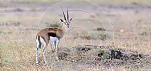 Thomson`s gazelle on savanna