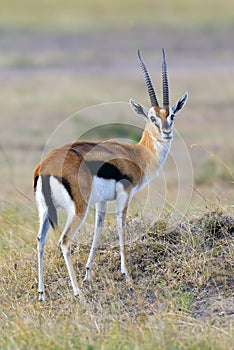 Thomson`s gazelle on savanna