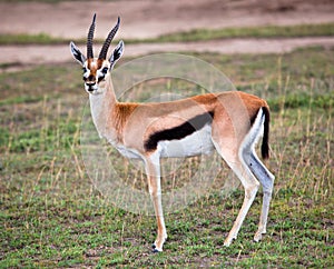 Thomson's gazelle on savanna in Africa