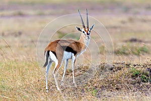 Thomson`s gazelle on savanna photo