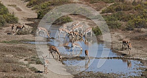 Thomson`s gazelle on savanna in National park. Springbok, sand gazelle