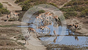 Thomson`s gazelle on savanna in National park. Springbok, sand gazelle