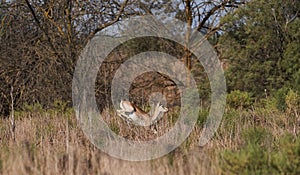 Thomson`s gazelle on savanna in National park. Springbok, sand gazelle