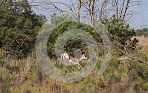 Thomson`s gazelle on savanna in National park. Springbok, sand gazelle
