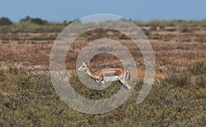 Thomson`s gazelle on savanna in National park. Springbok, sand gazelle