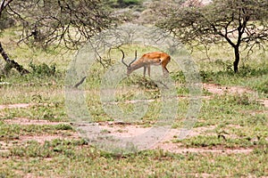 Thomson`s gazelle in Serengeti ecosystem, Tanzania,