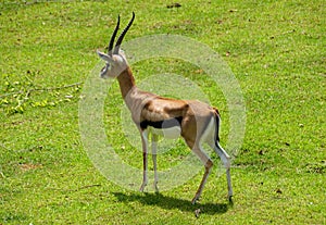 A Thomson`s Gazelle standing on the grass field