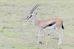 Thomson`s Gazelle standing on savanna