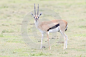 Thomson`s Gazelle standing on savanna photo