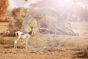 One Thomson`s gazelle in Kenyan national reserve photo