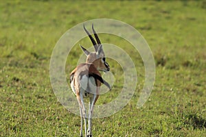 Thomson`s gazelle walking in the african savannah.