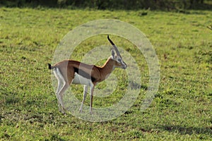 Thomson`s gazelle walking in the african savannah.