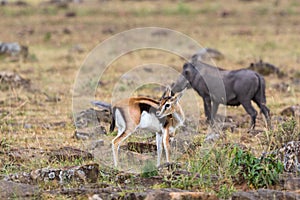 Thomson`s gazelle and a Warthog