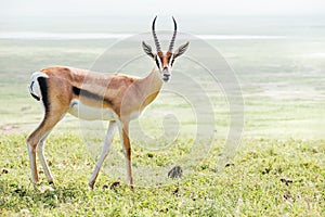 Thomson`s gazelle wild animal portrait. Ngorongoro crater Conservation Area, Tanzania photo