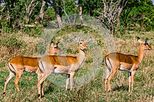 Thomson\'s gazelle Wildlife Animals Mammals at the savannah grassland wilderness hill shrubs great rift valley maasai mara