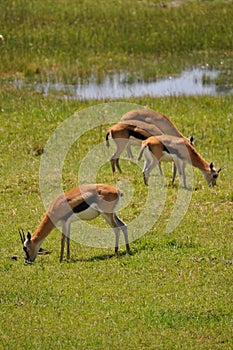 Thomson's gazelles photo