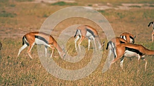 Thomson's gazelles in Amboseli Park