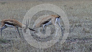 Thomson's gazelles fighting