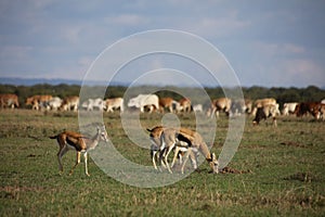 Thomson`s gazelles grazing with cattle