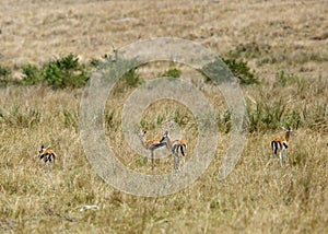 Thomson`s Gazelles grazing in the savannah grassland