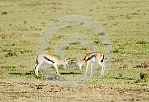 Thomson's Gazelles playing