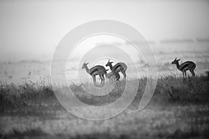 Thomson`s Gazelles in rain, Masai Mara