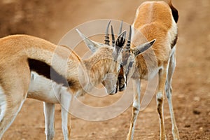 Thomsons gazelle photo
