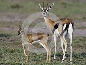 Thomsons gazelle, Eudorcas thomsonii photo