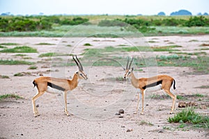 Thomsons gazelle in the grassland of Kenya with a lot of plants photo