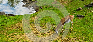Thomsons gazelle grazing in a pasture, Common antelope specie from Africa photo