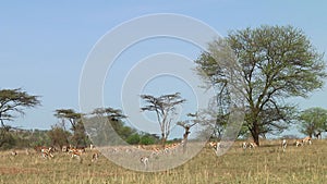 Thomsons gazelle the Serengeti