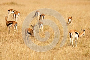 Thomsons gazelles grazing on grass of African savanna