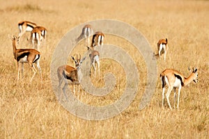 Thomsons gazelles grazing on grass of African savanna photo