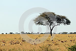 Thomsonâ€™s Gazelles on Savannah