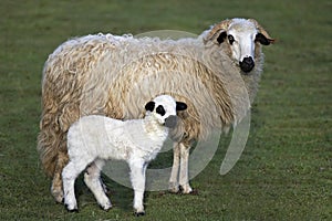 Thones and Marthod Domestic Sheep, Ewe and Lamb