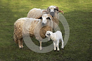 Thones and Marthod Domestic Sheep, Ram, Ewe and Lamb