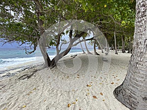 Thoondu Beach trees Fuvahmulah swing chair