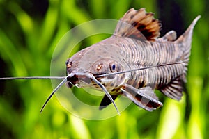 Thoracatum catfish