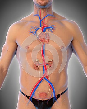 Thoracic Aorta Illustration