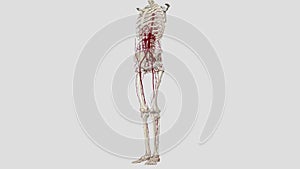 The thoracic aorta is a part of the aorta located in the thorax. It is a continuation of the aortic arch