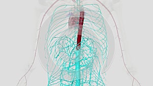 The thoracic aorta is a part of the aorta located in the thorax. It is a continuation of the aortic arch