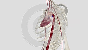 The thoracic aorta is a part of the aorta located in the thorax. It is a continuation of the aortic arch