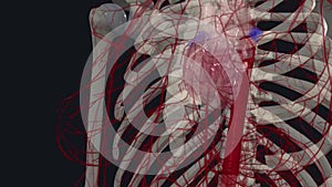 The thoracic aorta is a part of the aorta located in the thorax. It is a continuation of the aortic arch