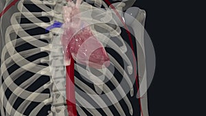 The thoracic aorta is a part of the aorta located in the thorax. It is a continuation of the aortic arch